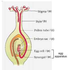 raw a longitudinal section of the pistil from a flowering plant, where